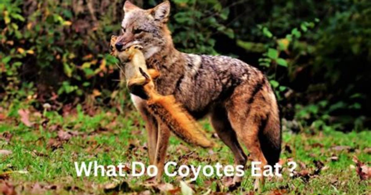 Do Coyotes Lay Eggs?