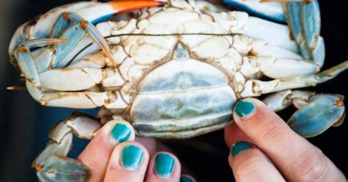 Do Crab Pincers Hurt?
