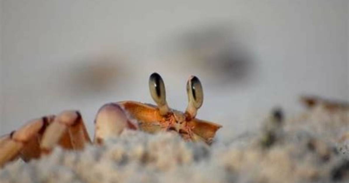 Do Crabs Always Walk Sideways?