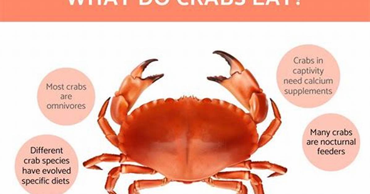 Do Crabs Get Boiled Alive?
