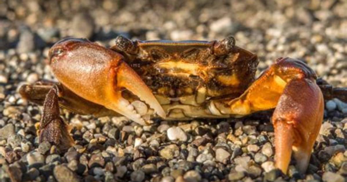 Do Crabs Grow Their Claws Back