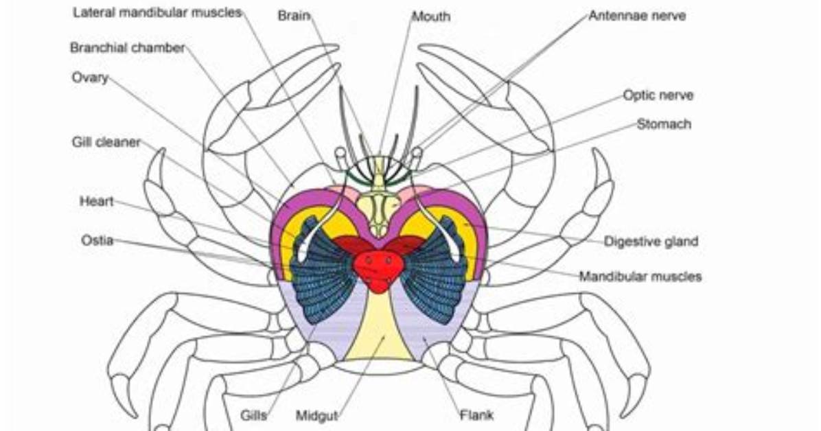 Do Crabs Have Brains?