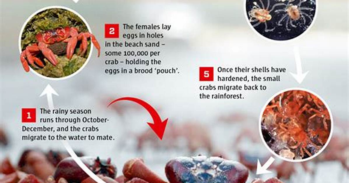 Do Crabs Lay Eggs