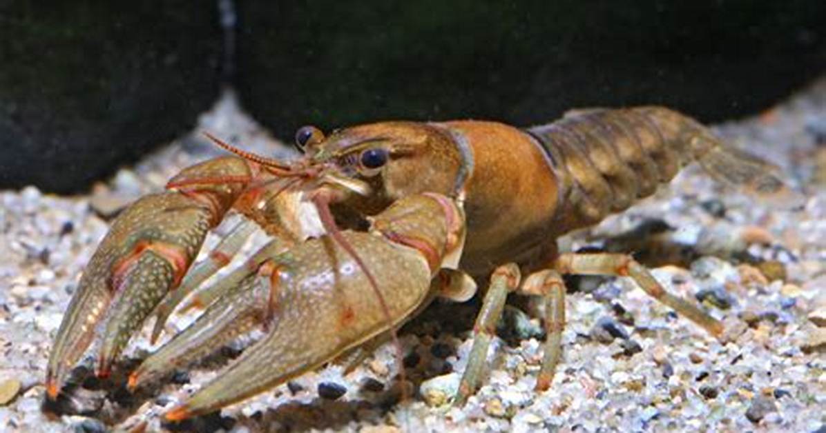 Do Crayfish Need to Be Able to Get out of the Water?