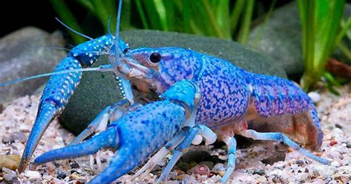Do Crayfish Regenerate