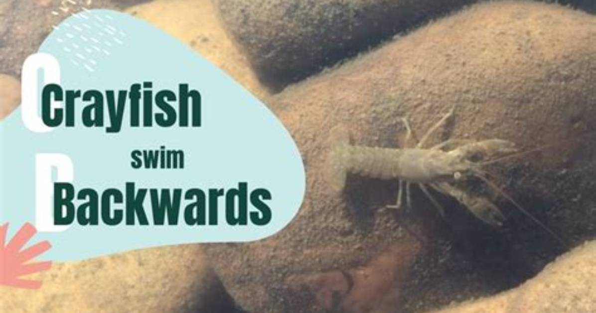 Do Crayfish Swim Backwards