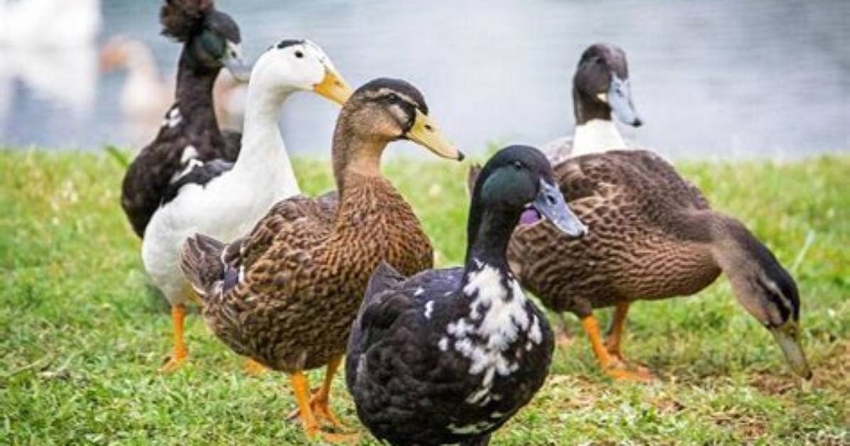 Do Crested Ducks Make Good Pets