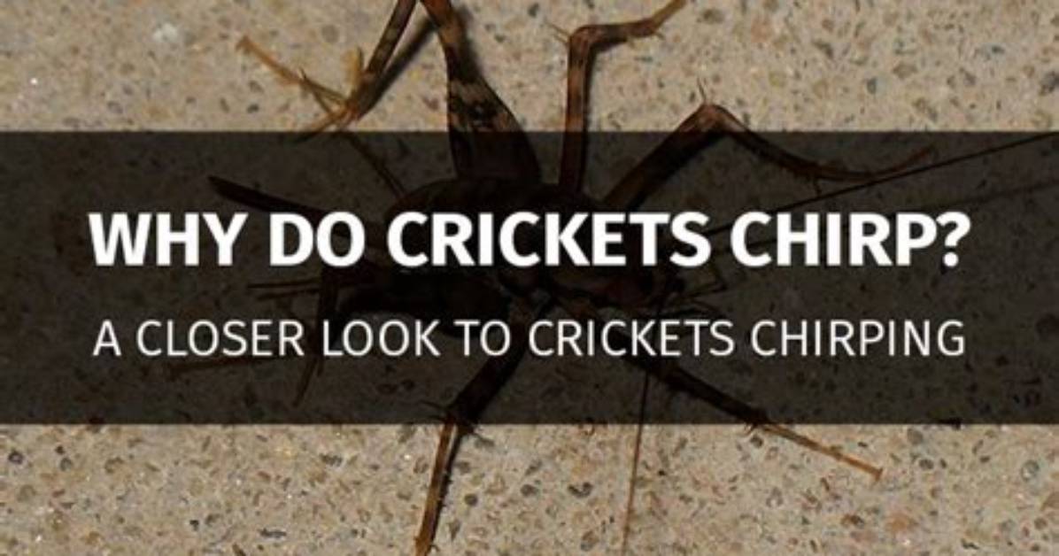 Do Crickets Chirp All Night?