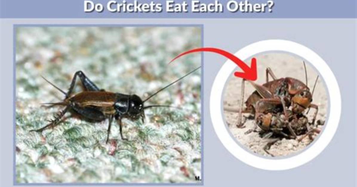 Do Crickets Steal from Ants? – Celebrity