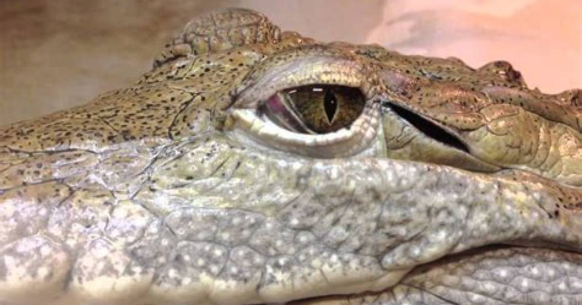 Do Crocodiles Have 3 Eyelids?