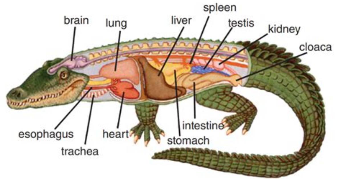 Do Crocodiles Have Gizzards?