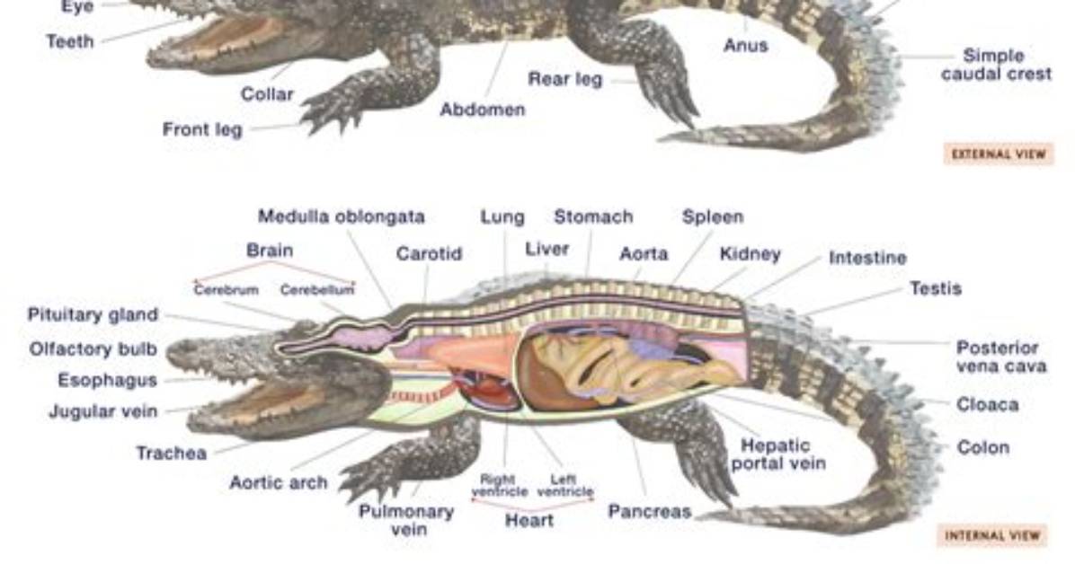 Do Crocodiles Have Hollow Bones?