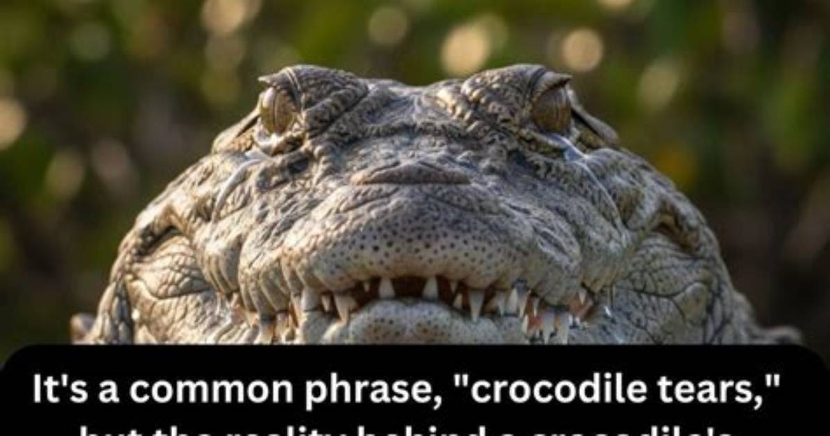 Do Crocodiles Not Shed Tears?