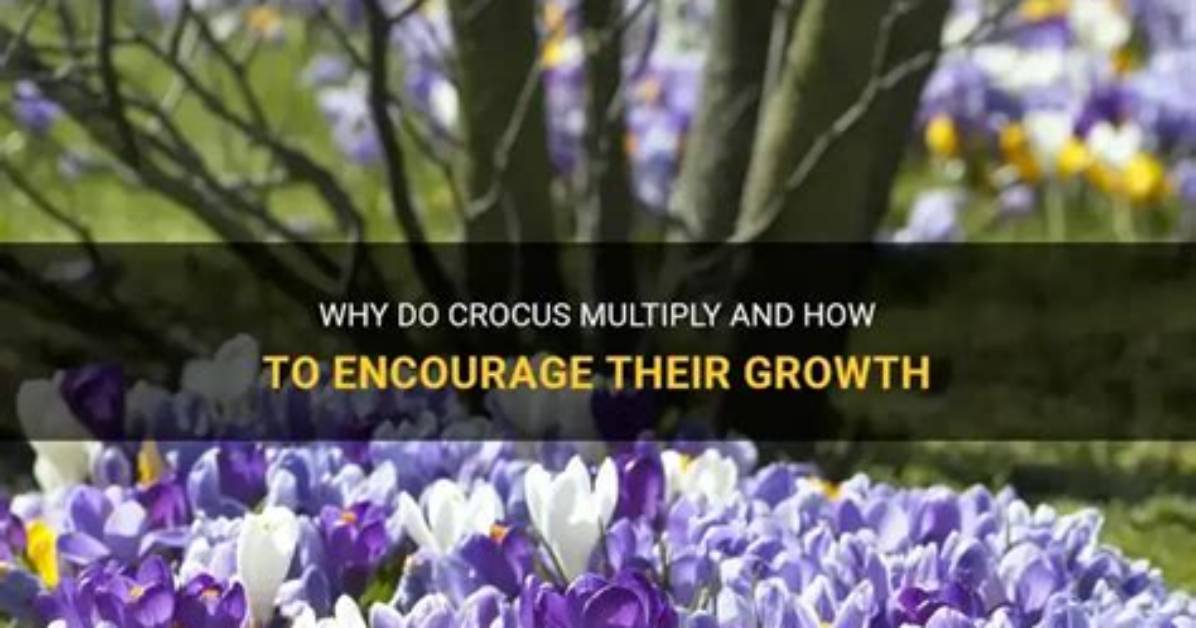 Do Crocus Bulbs Multiply?