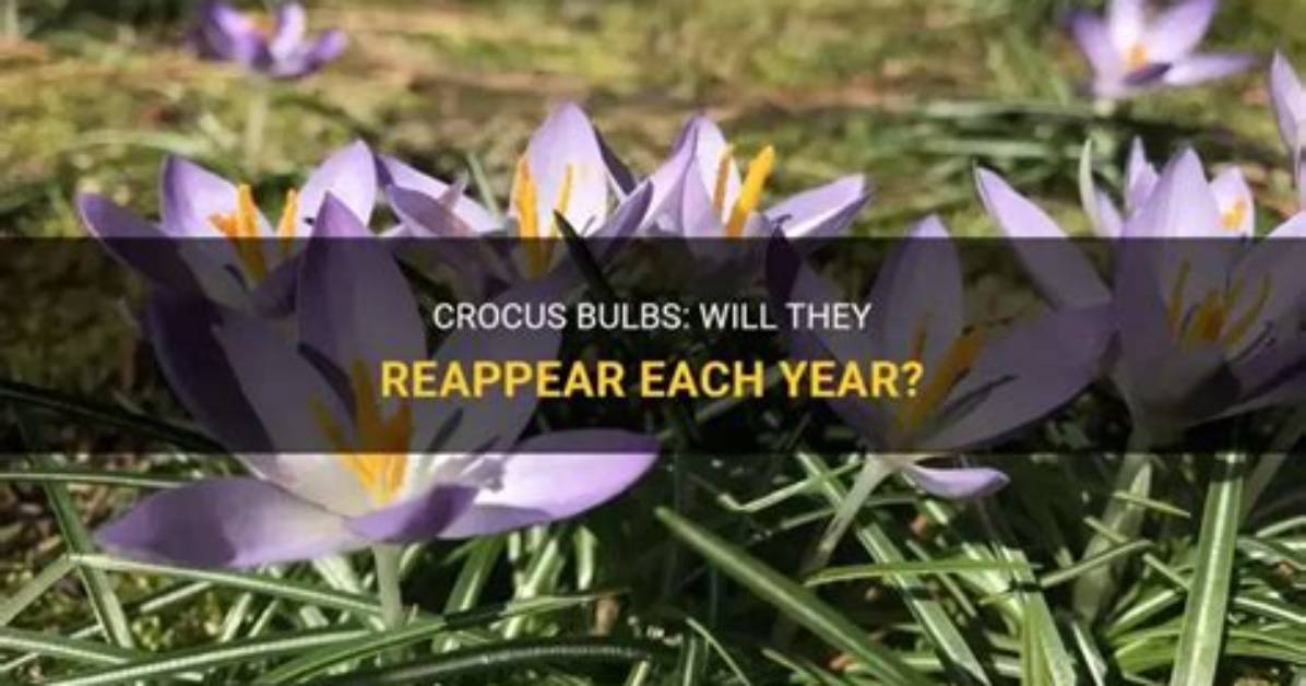 Do Crocus Come Back Yearly