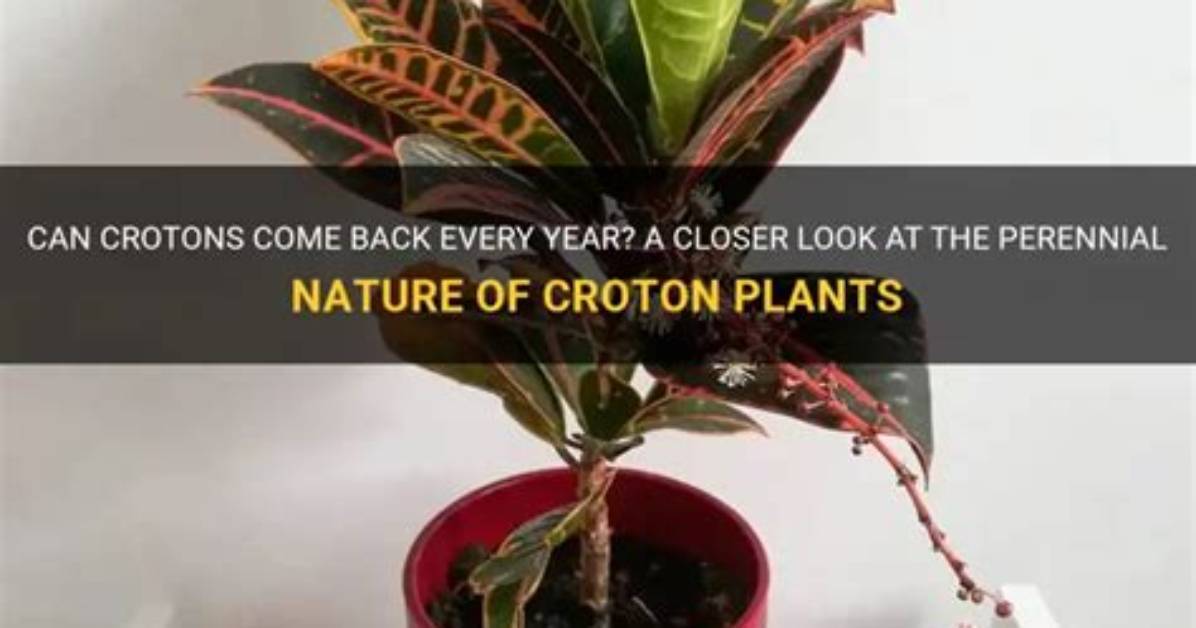 Do Crotons Come Back