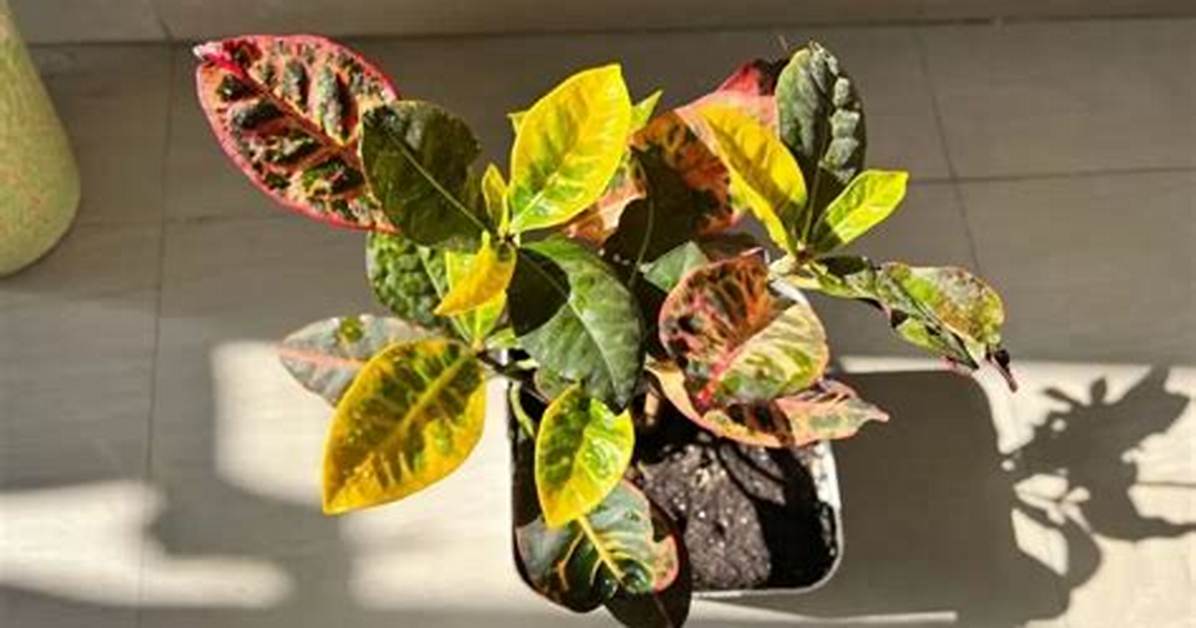 Do Crotons Die in Winter