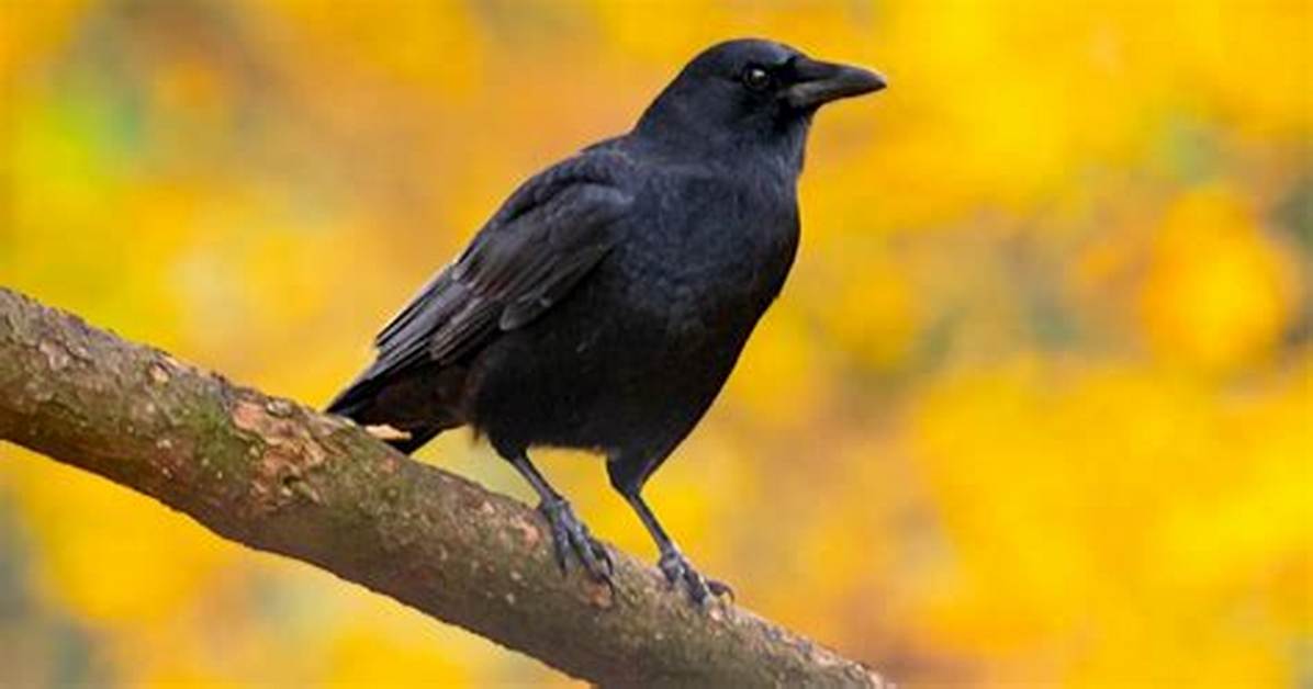 Do Crows Have Feelings?