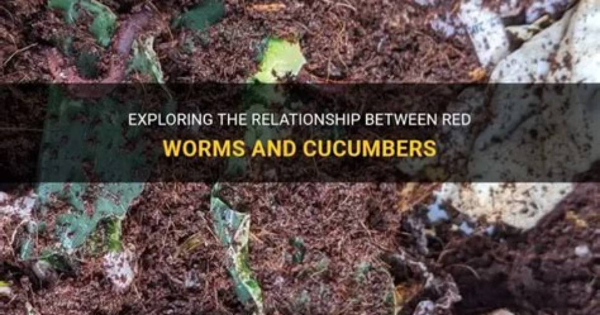 Do Cucumbers Get Worms