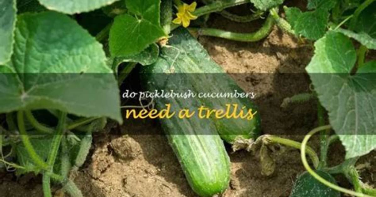 Do Cucumbers Need a Trellis?
