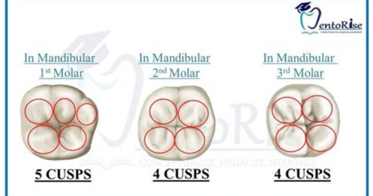 Do Cusps Have Limits?
