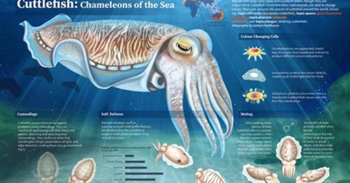Do Cuttlefish Attack Humans?