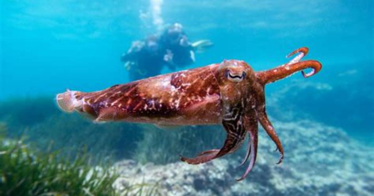 Do Cuttlefish Bite Humans?