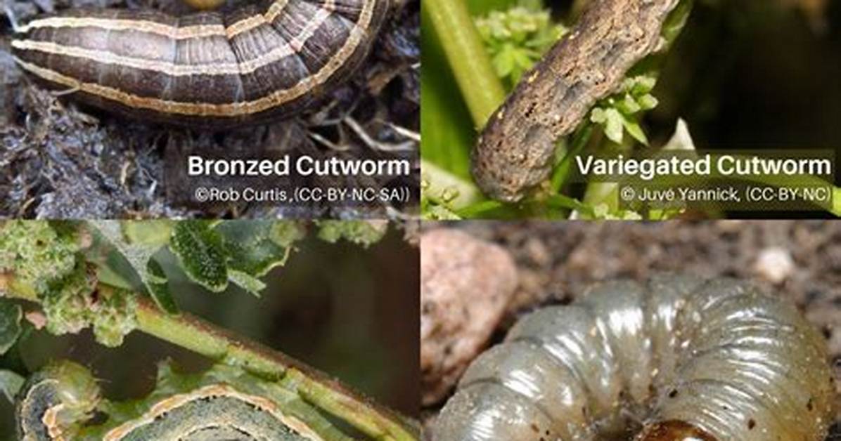 Do Cutworms Eat Grass