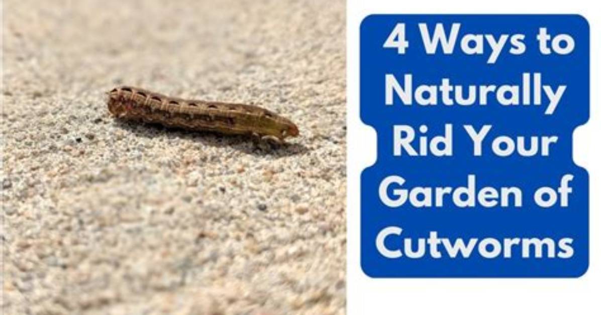 Do Cutworms Kill Grass