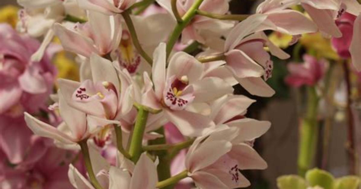Do Cymbidium Orchids Rebloom?