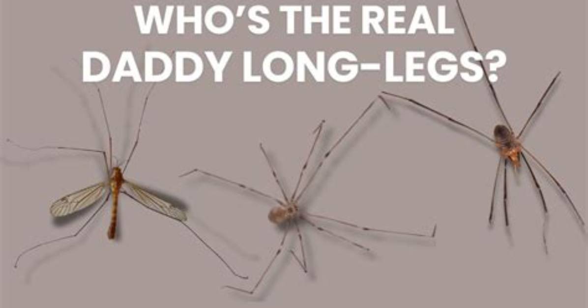 Do Daddy Long Leg Spiders Fly?