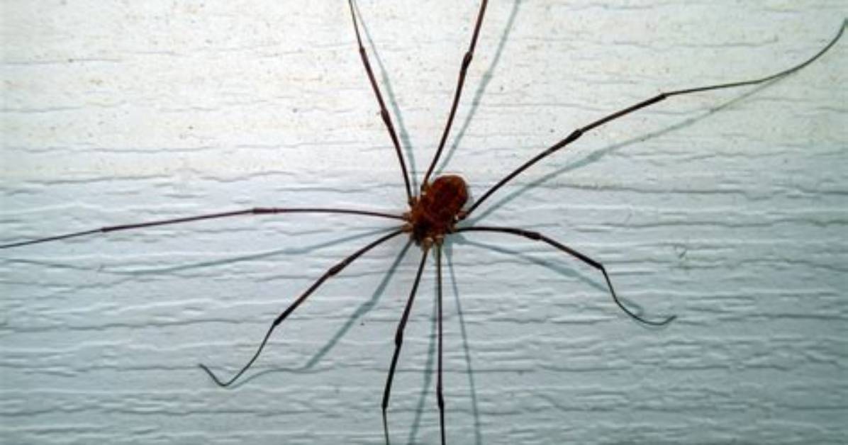 Do Daddy Long Legs Move?