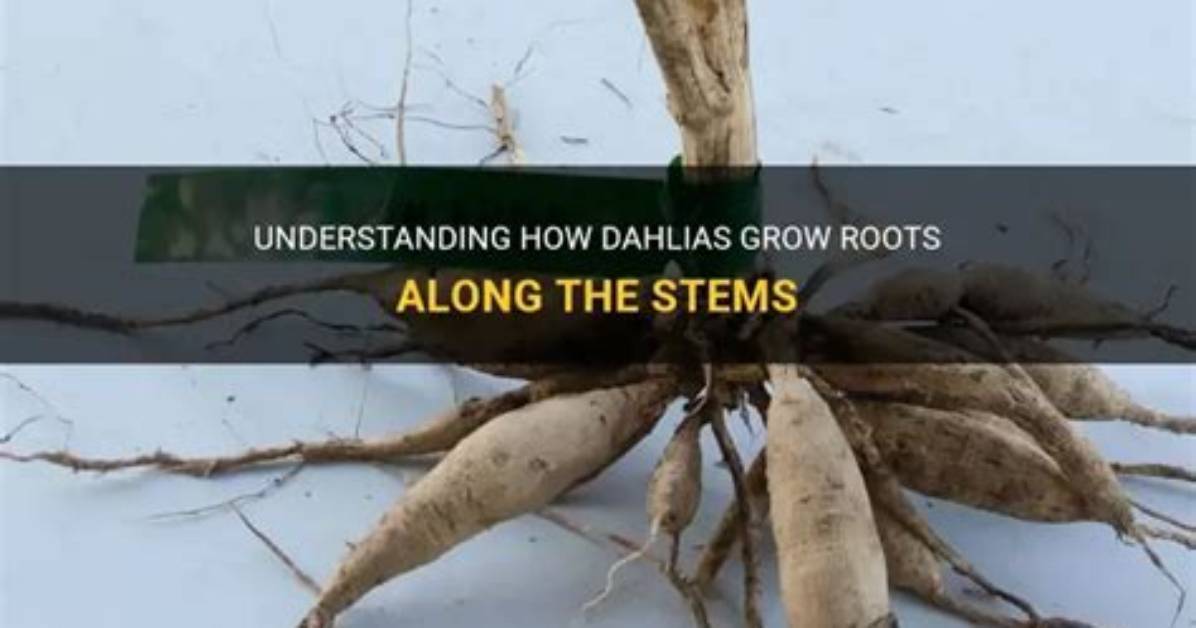 Do Dahlias Have Deep Roots