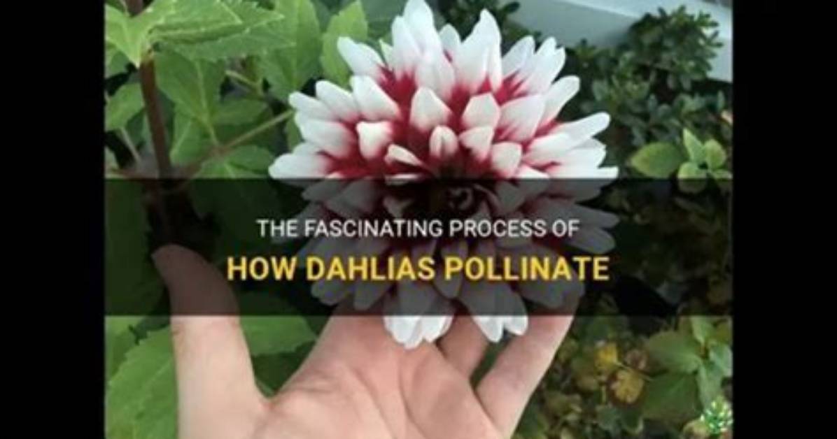 Do Dahlias Self Pollinate