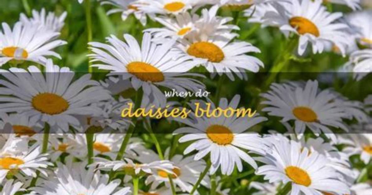 Do Daisies Bloom All Year?