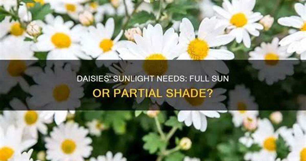 Do Daisies Need Full Sun