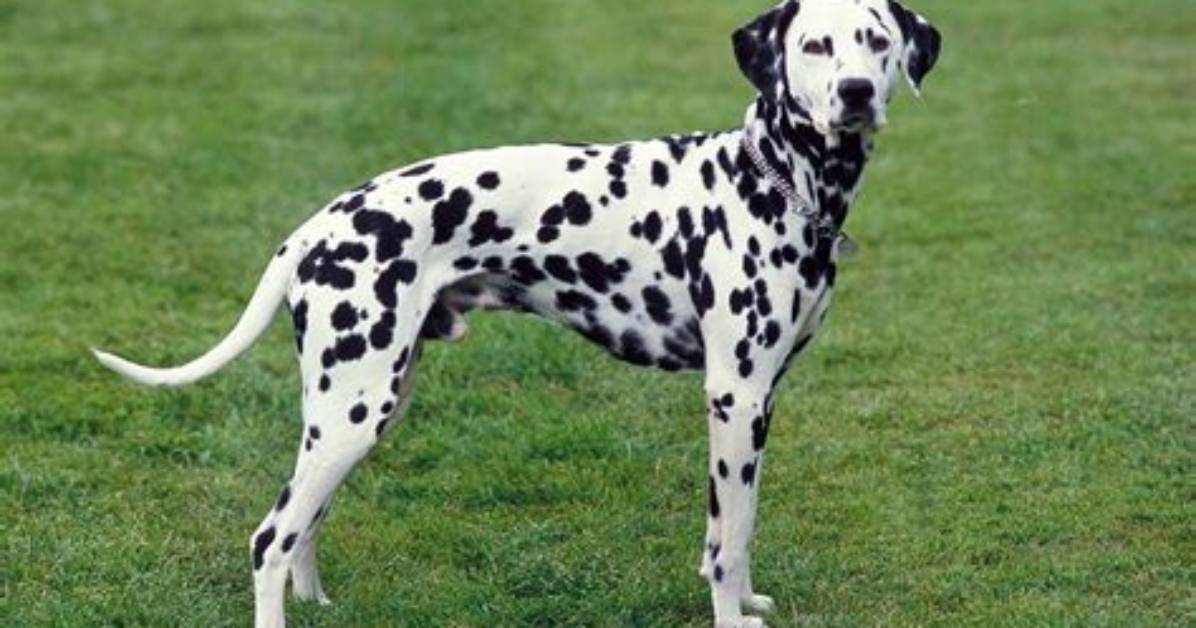 Do Dalmatians Have Good Temperament?