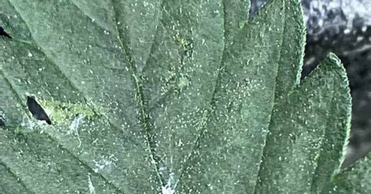 Do Damaged Leaves Heal
