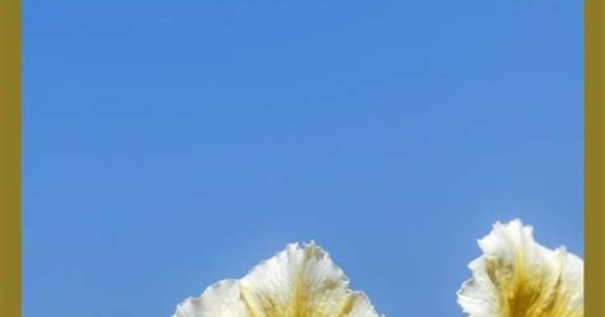 Do Daphnes Like Sun or Shade?