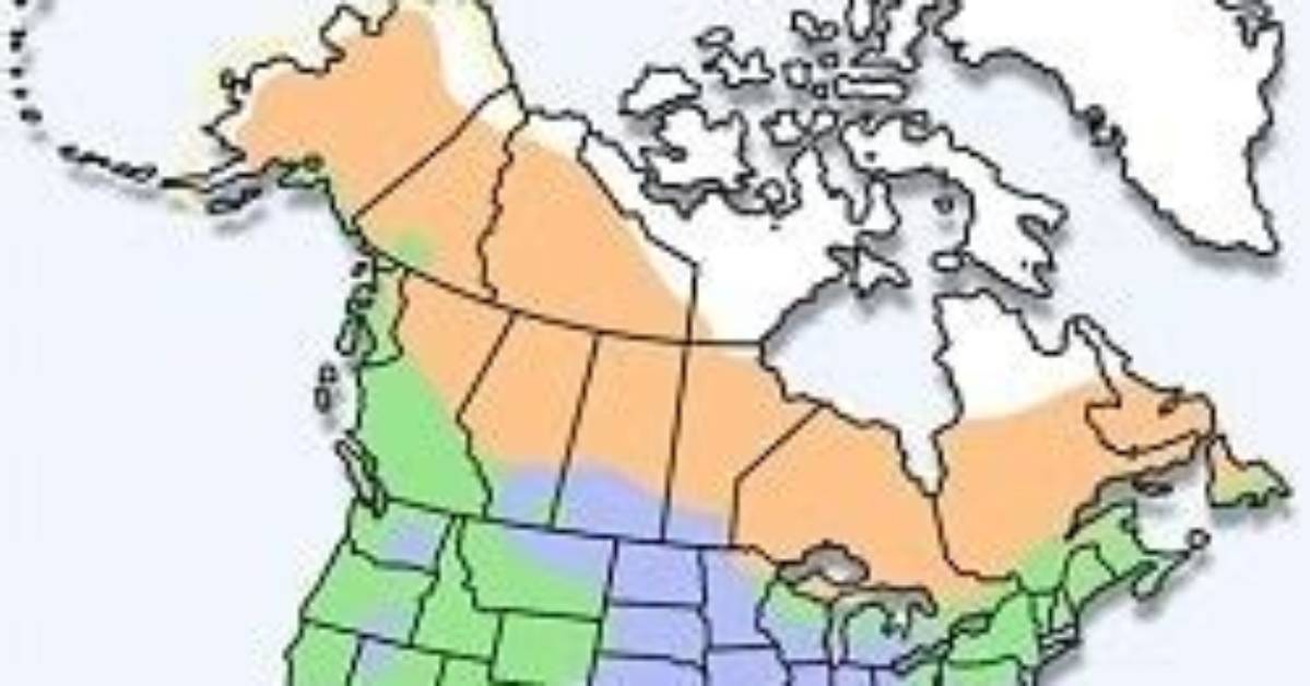 Do Dark Eyed Juncos Migrate?