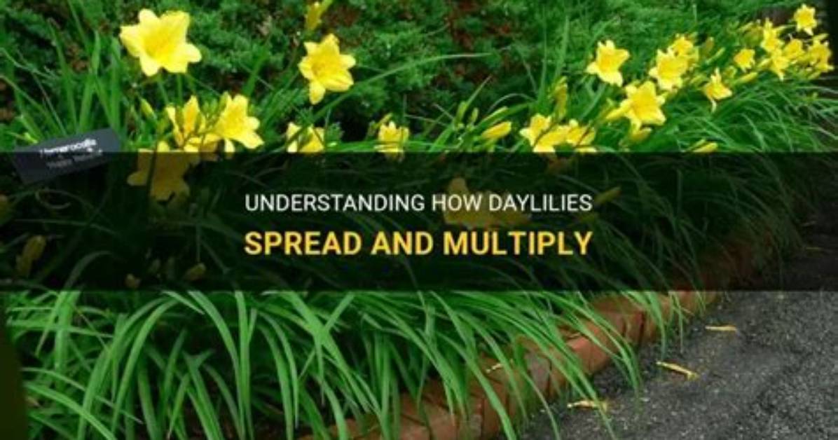 Do Daylilies Spread