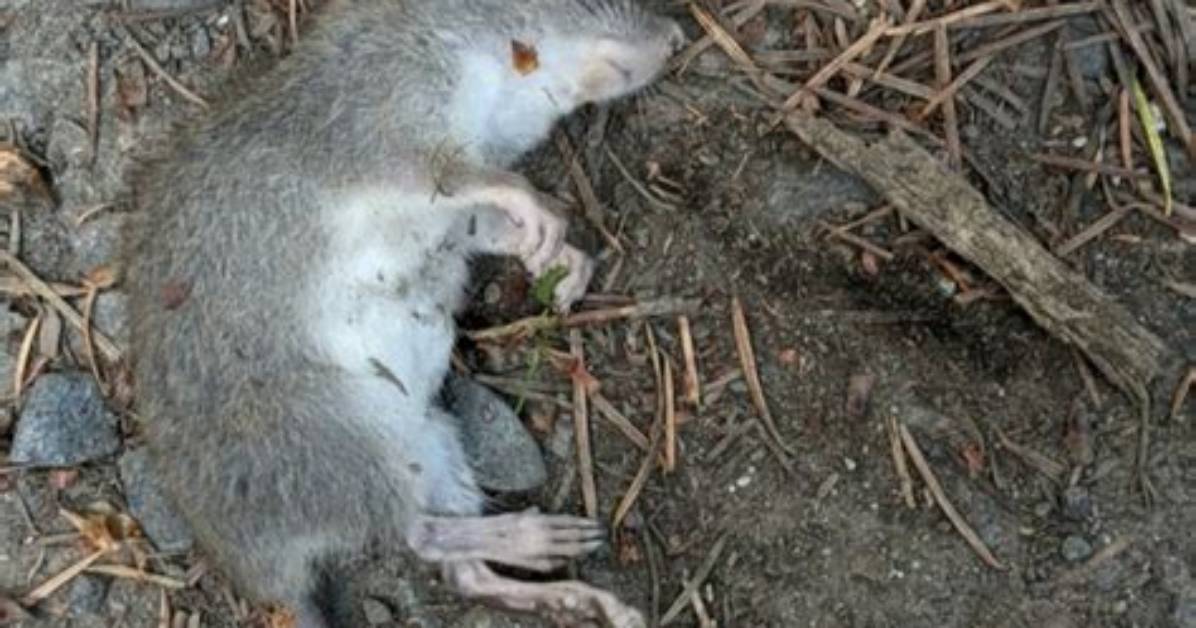 Do Dead Rats Bring Flies