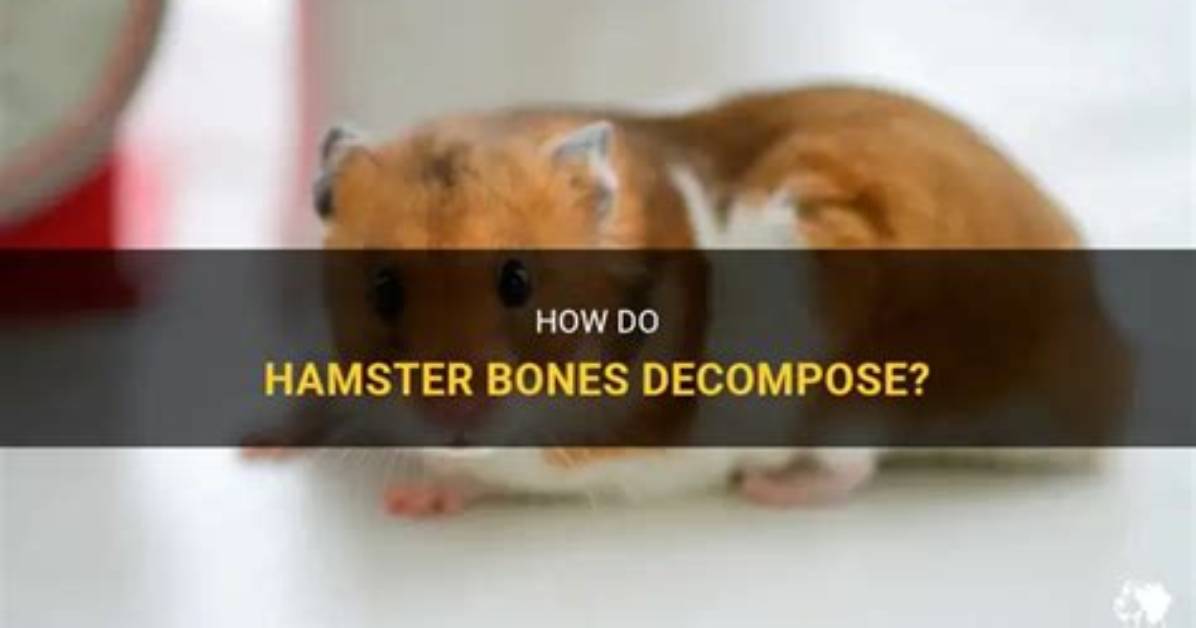 Do Decomposers Decompose Bones?