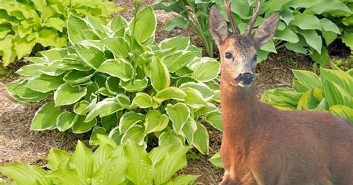 Do Deer Eat All Hostas?