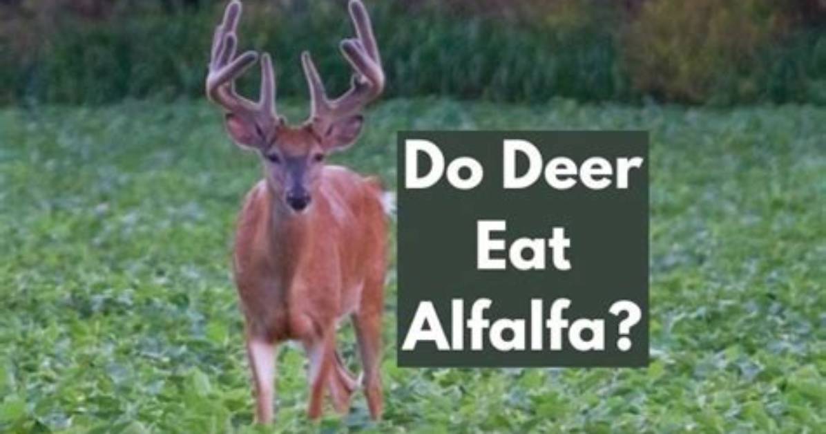 Do Deer Eat Baled Alfalfa?