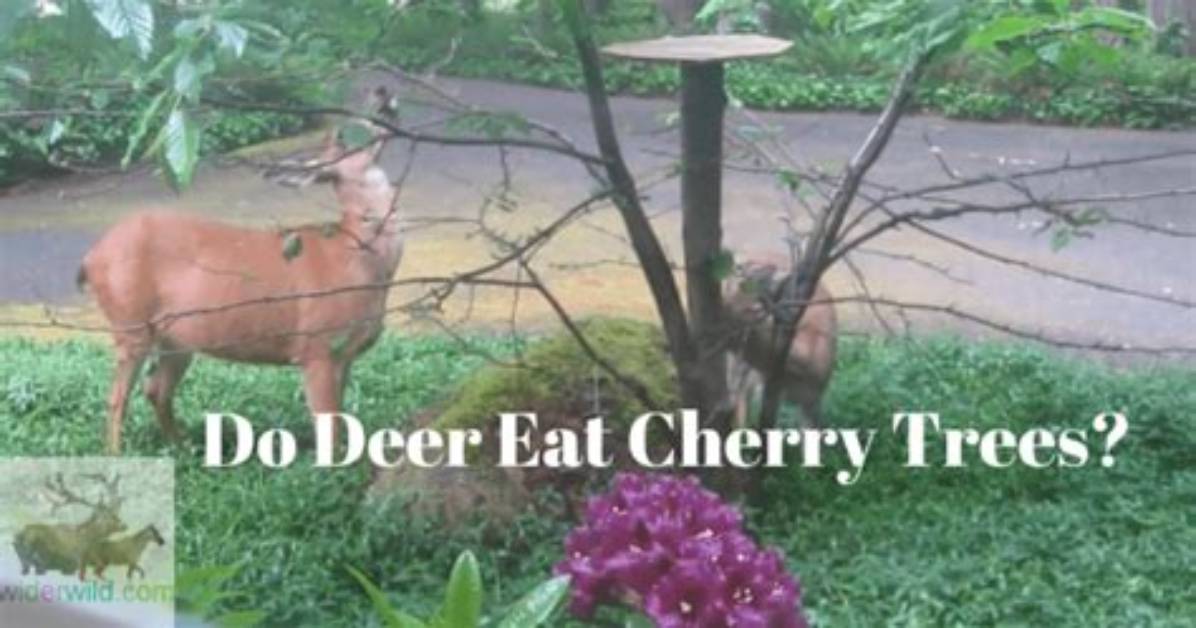Do Deer Eat Buckeye Trees