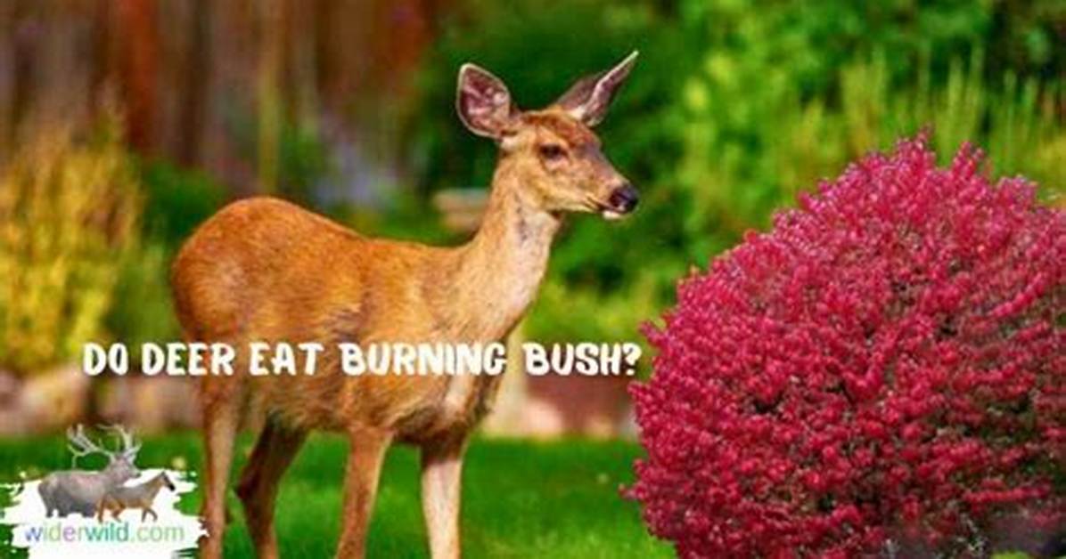 Do Deer Eat Burning Bush?