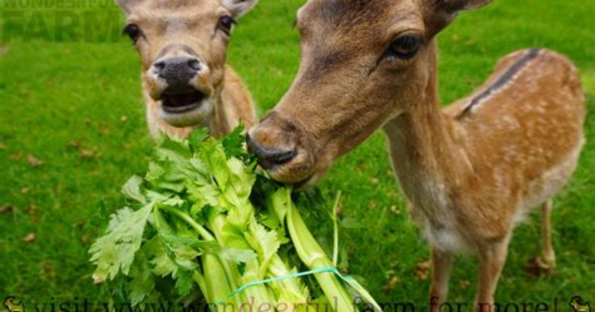 Do Deer Eat Calendula?