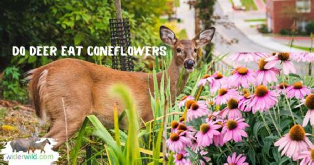 Do Deer Eat Cornflowers?