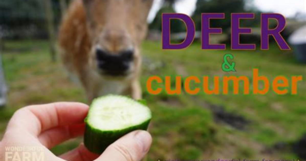 Do Deer Eat Cucumbers